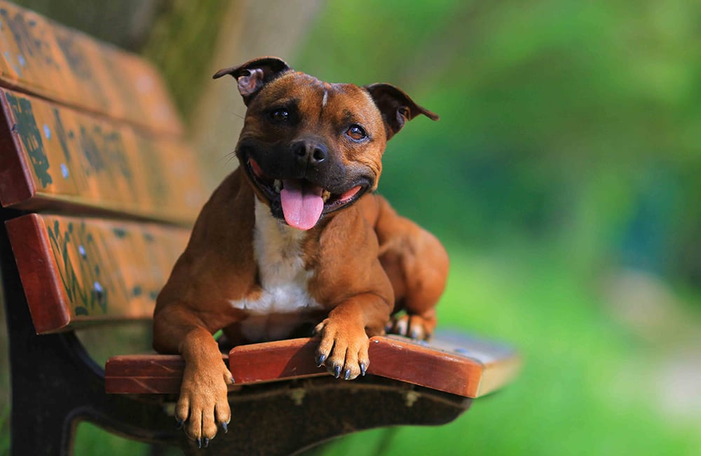 Staffordshire Bull Terrier