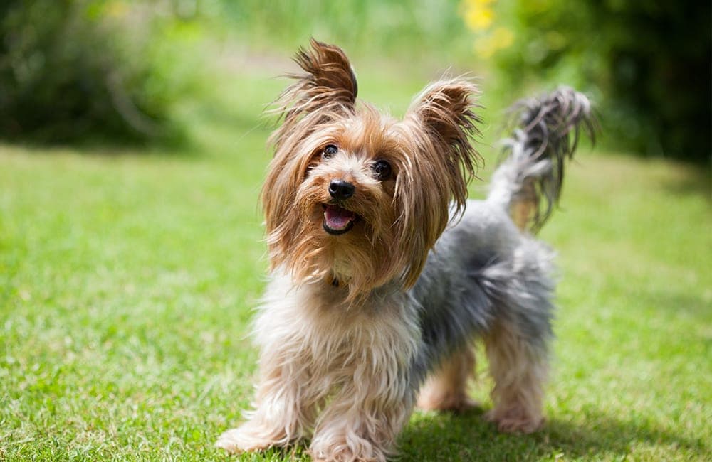 Yorkshire Terriers