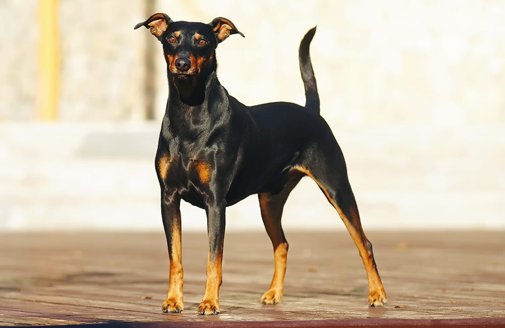 German Pinscher