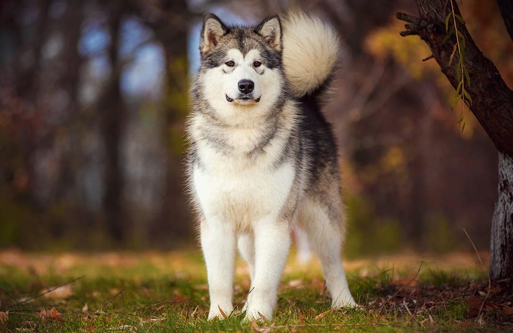 Alaskan Malamute