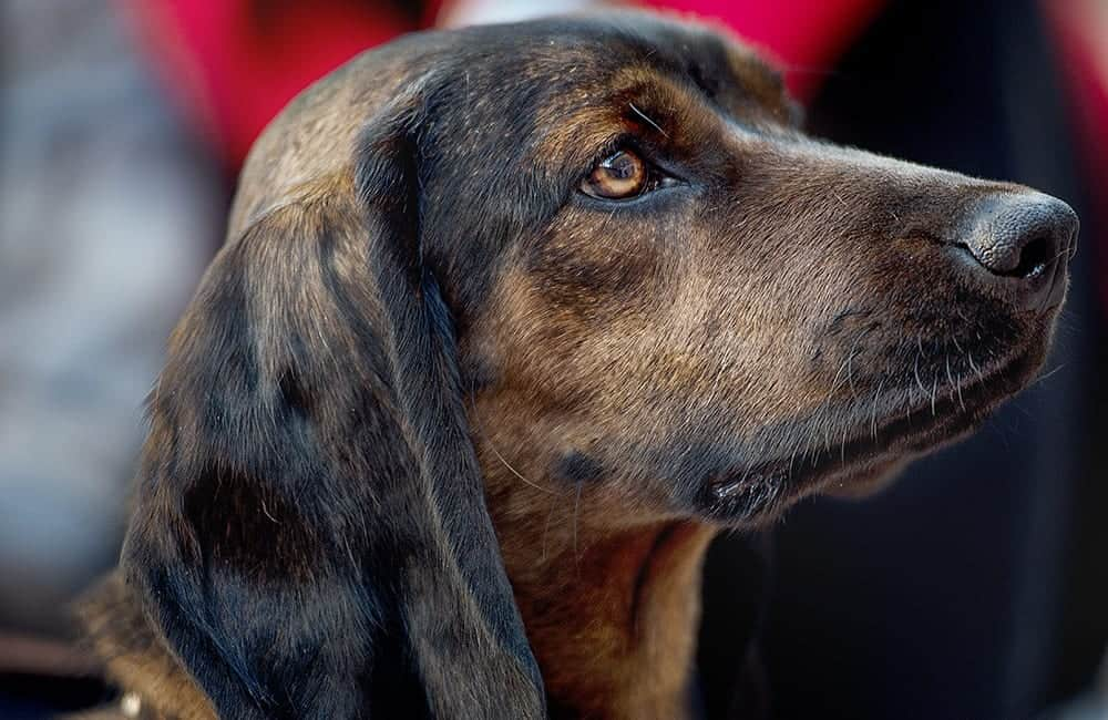 Bavarian Mountain Scent Hound