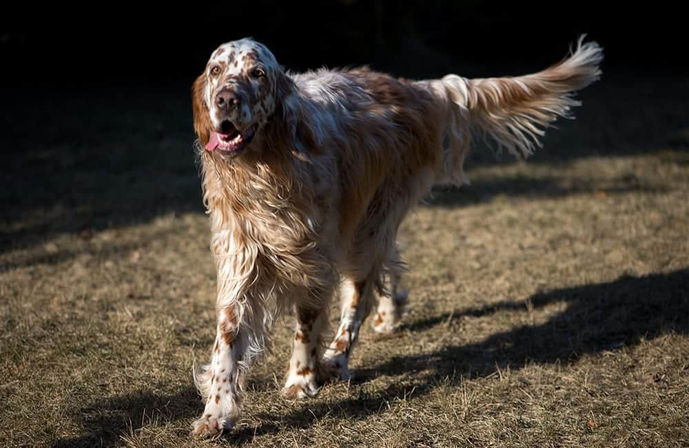 English Setter