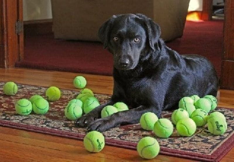 Tennis Ball Lover