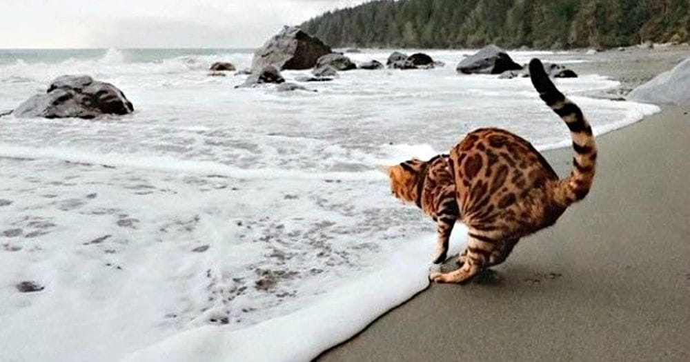 A Cat On The Beach