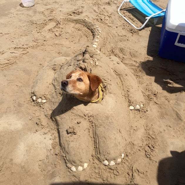 Sandy Dog