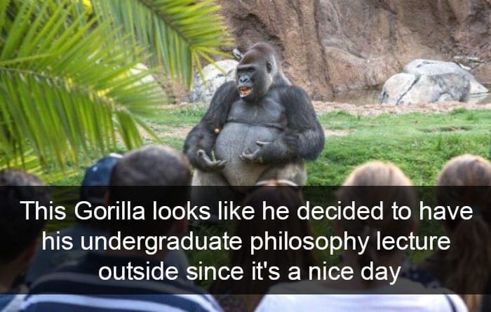 Gorilla Delivering A Speech