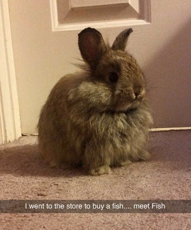 A Bunny Called Fish