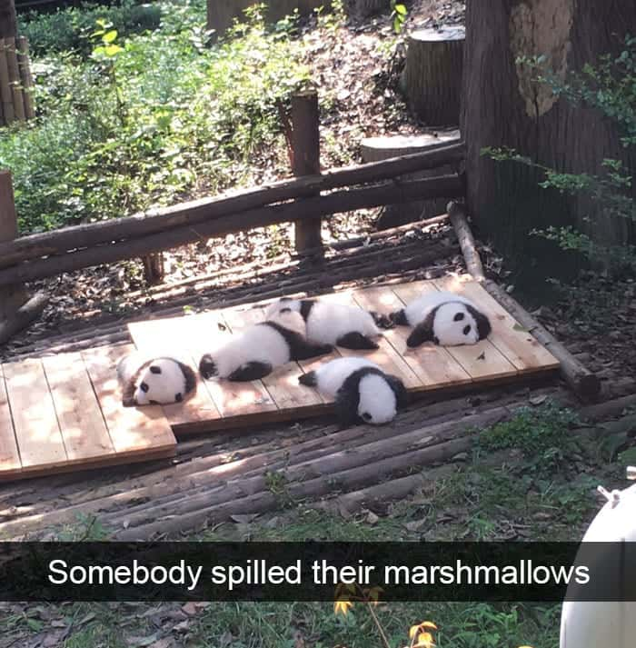 Pandas Napping Peacefully