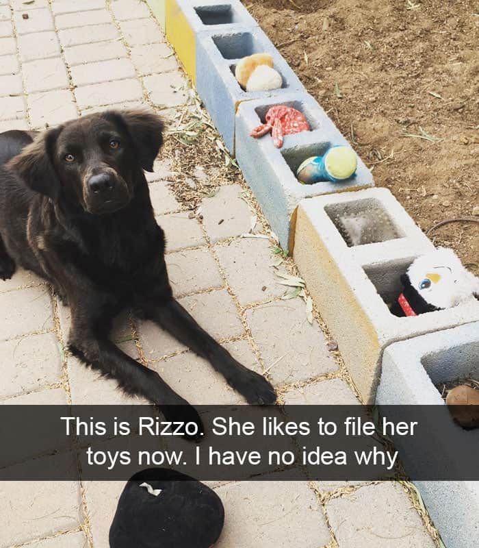 One Organized Pooch