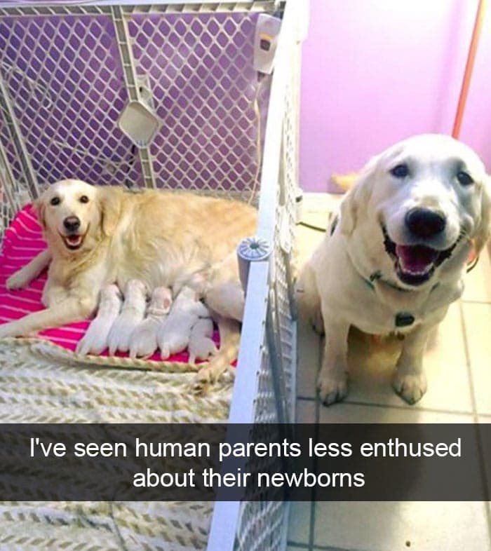 Proud New Parents