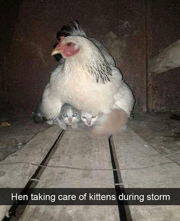 Keeping The Kittens Safe