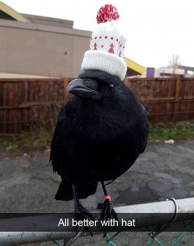 The Most Festive Crow Out There