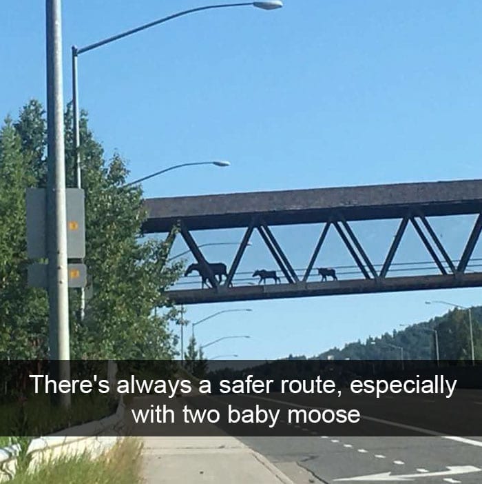 Responsible Moose Mama