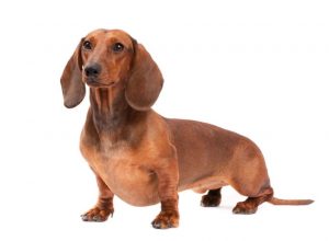 Bassotto Dachshund