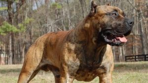 Cane da presa canario