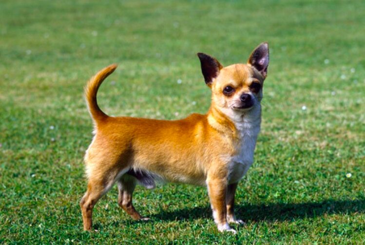 Chihuahua