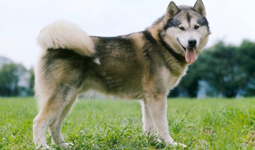 Alaskan Malamutes