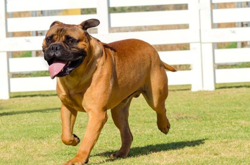 Bullmastiff