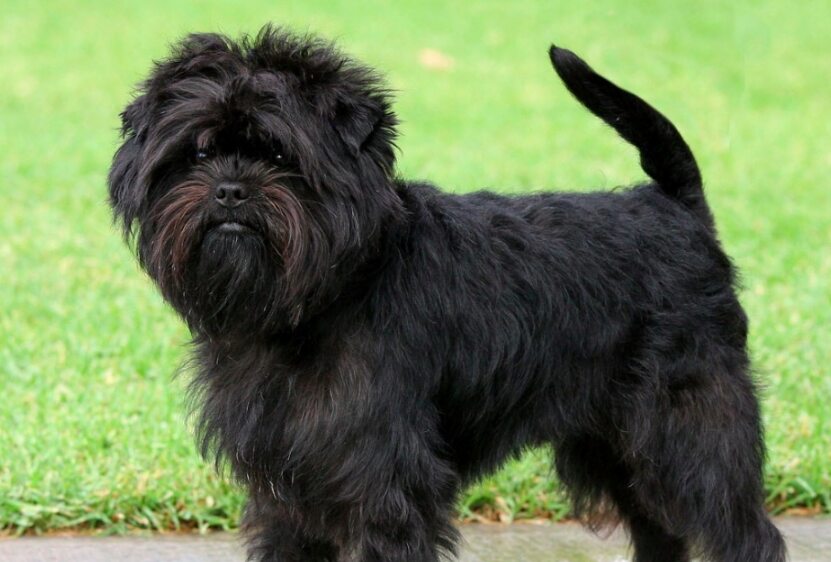 Affenpinscher