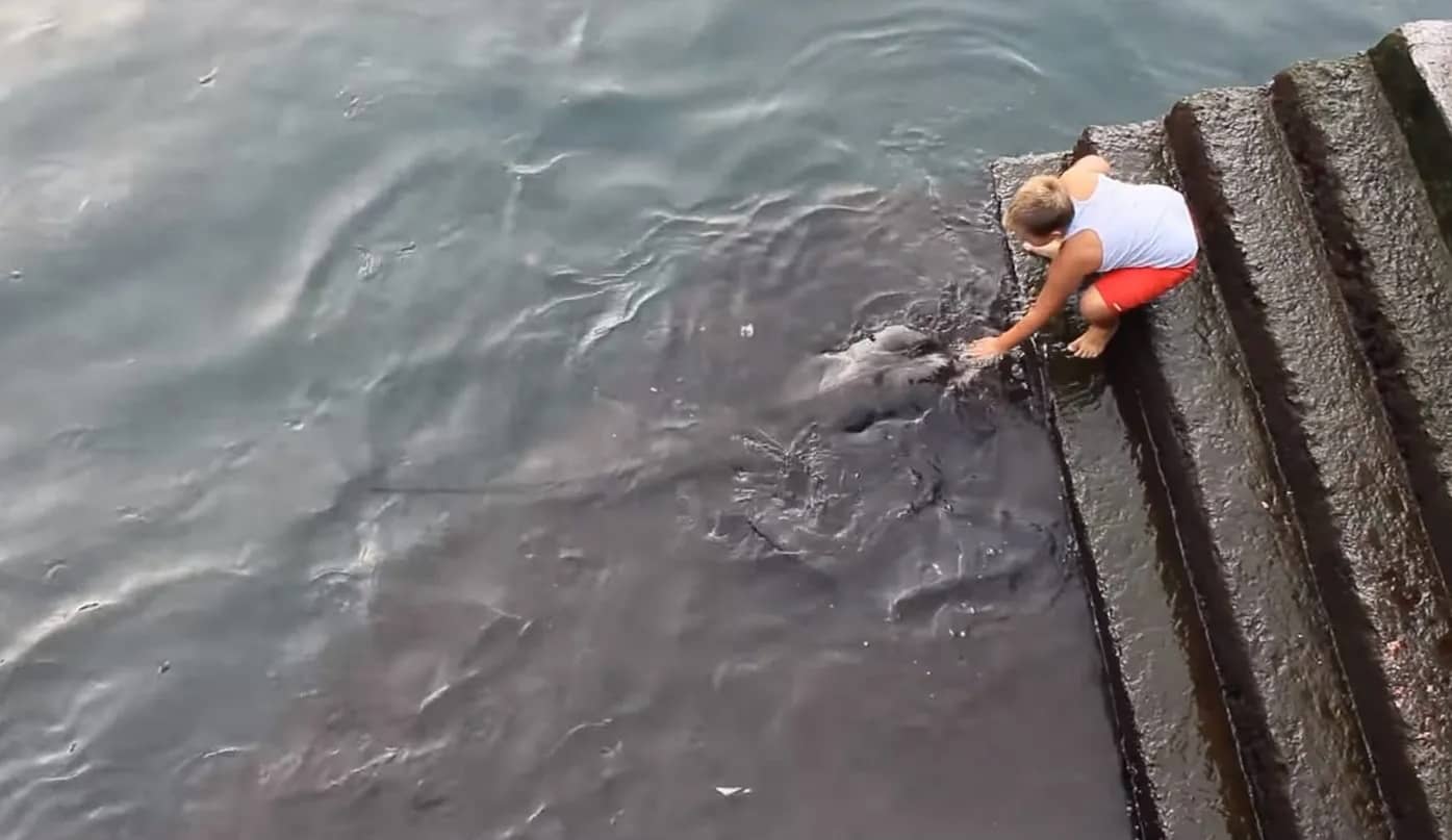 A Strange Sea Creature Was Found At Docks By This Little Boy