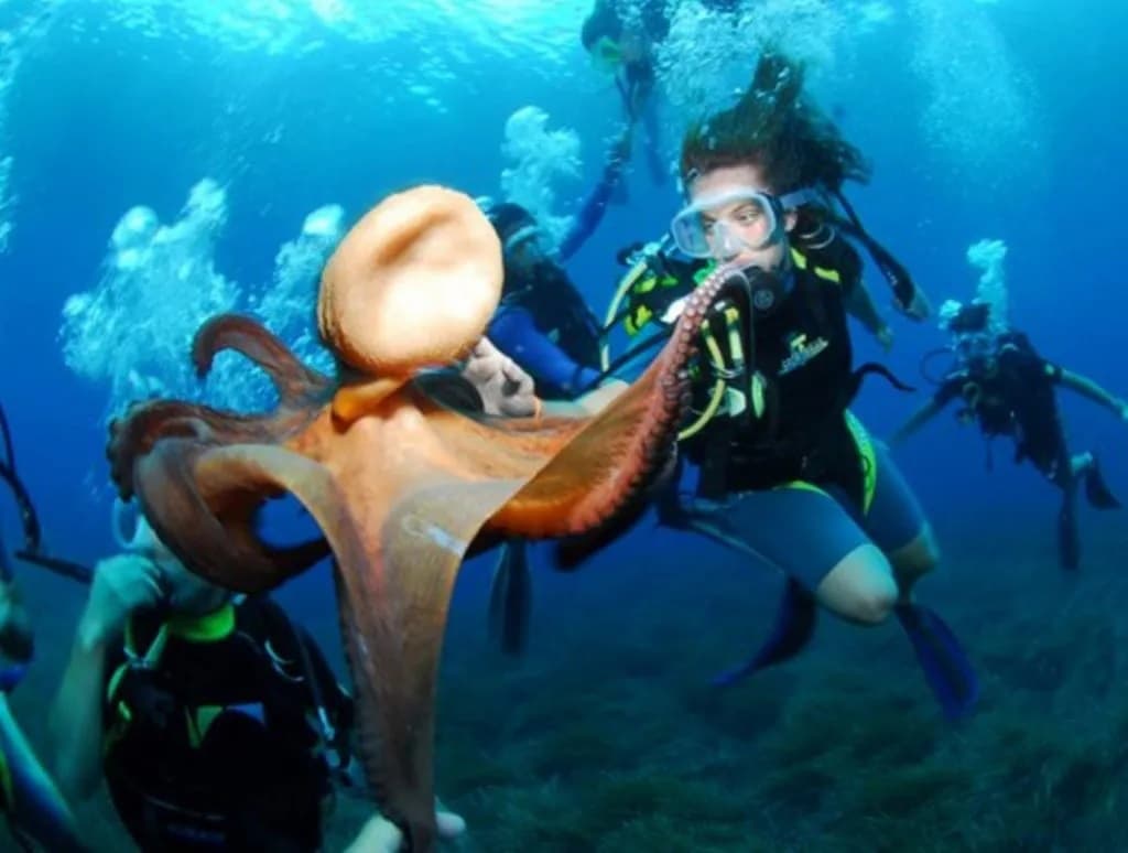 The Sea Creatures In The Canary Islands