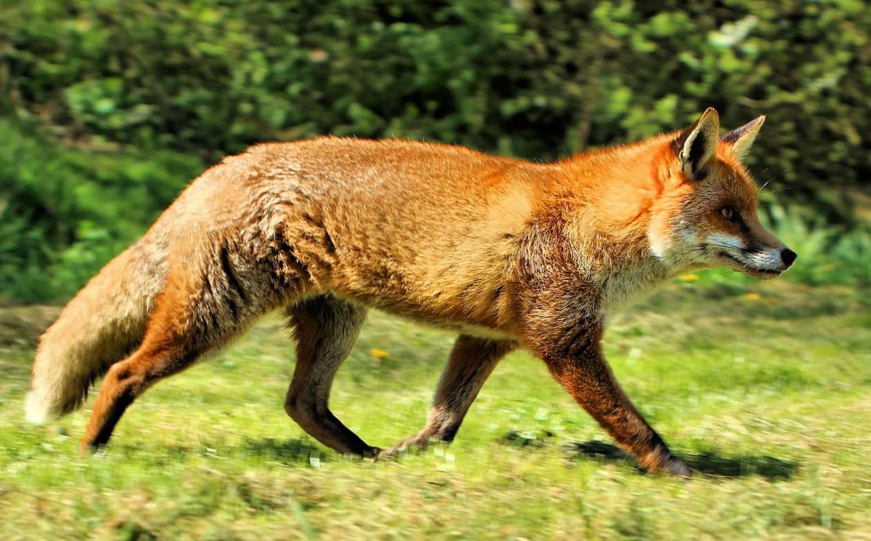 Western European Fox