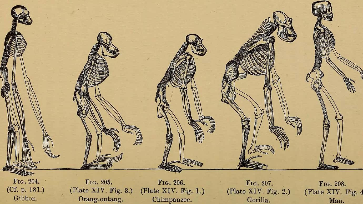 Nuevas Teorias Sobre El Origen Del Ser Humano Te Sorprenderan   Human Evolution 