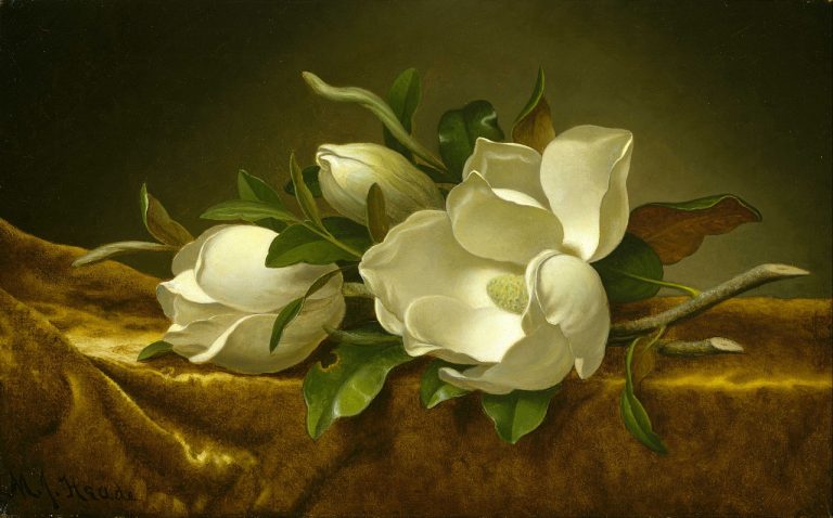 Magnolias On Gold Velvet Cloth By Martin Johnson Heade