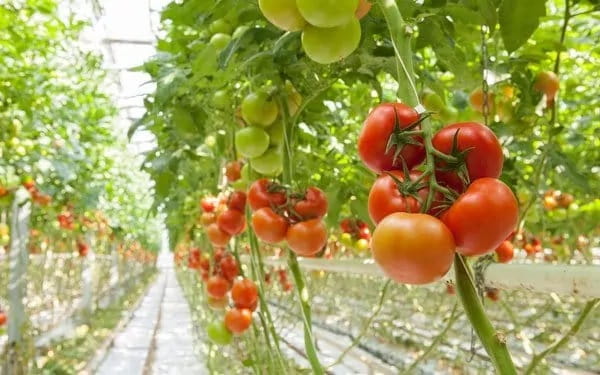 De L'espace Pour Vos Tomates