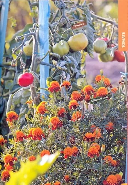 Des Tomates Accompagnées