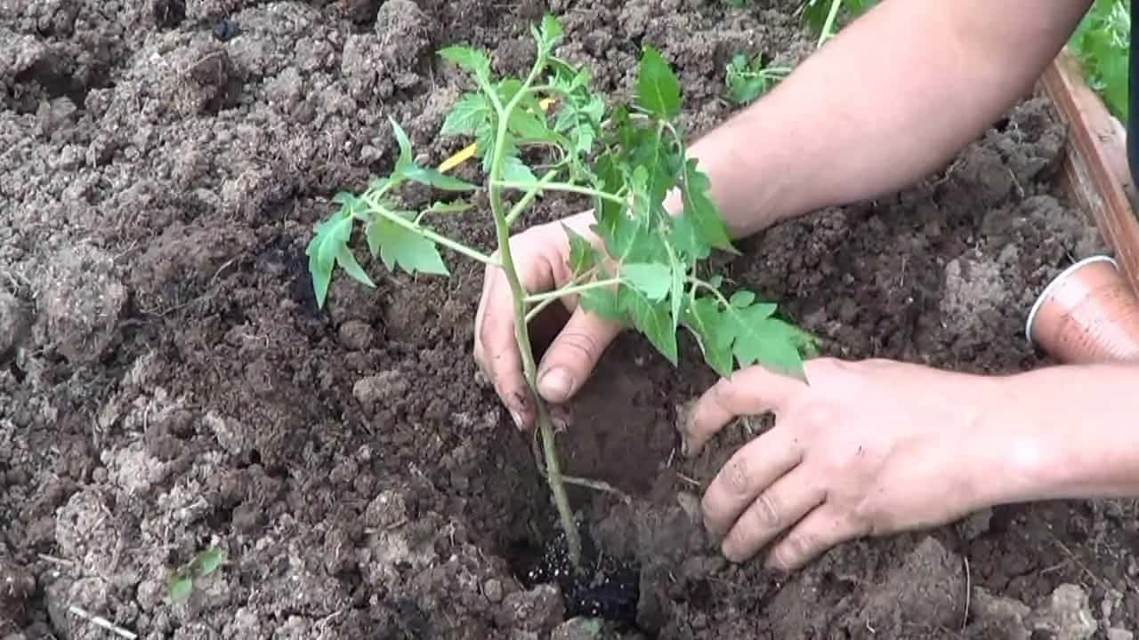 Déménagez Vos Plantes