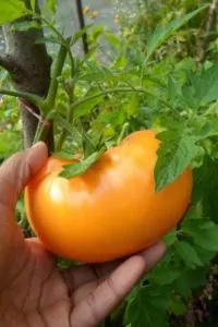 Comment Raviver La Couleur De Vos Tomates