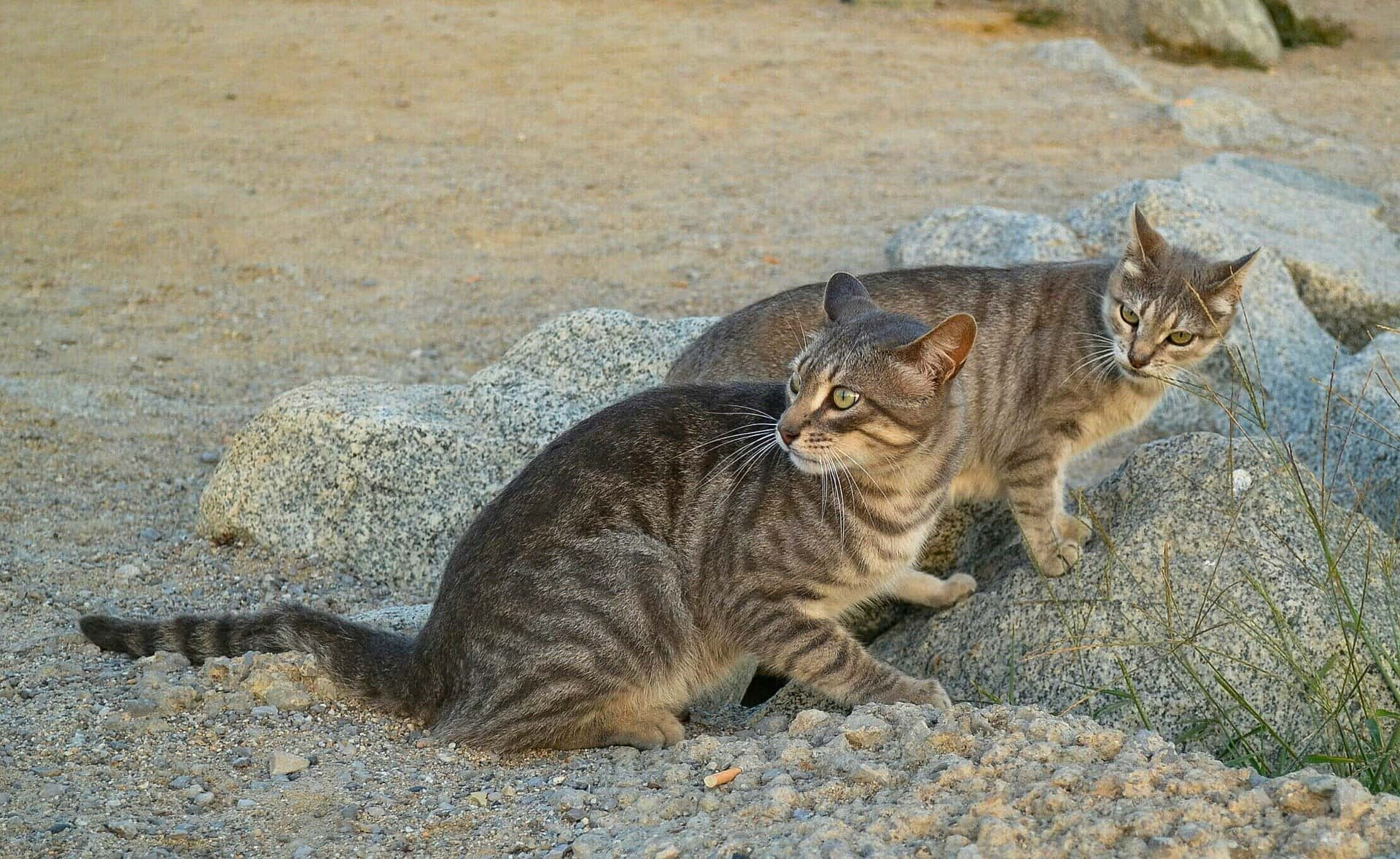 Feral Cats Prevent Rodent Problems