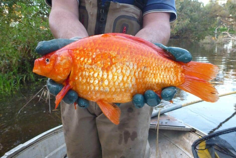 Something Fishy Is Going On With This Humungous Goldfish