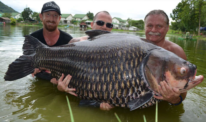 Someone Caught A Siamese Carp That Weighed Over 200 Pounds