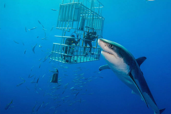 Just How Great Are The Biggest Great White Sharks In All Of History