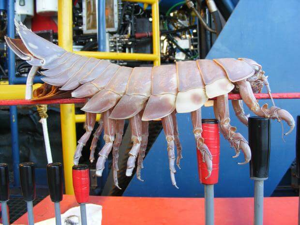 The Terrifying Creepy Crawlies At The Bottom Of The Ocean