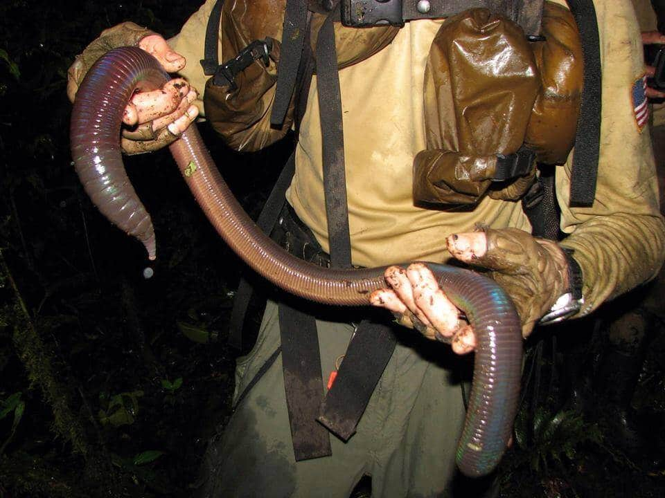 People Could Not Figure Out What This Gigantic Worm Was