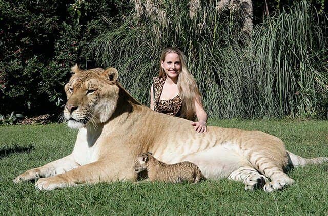 The Largest Living Cat In The World Is Called Hercules