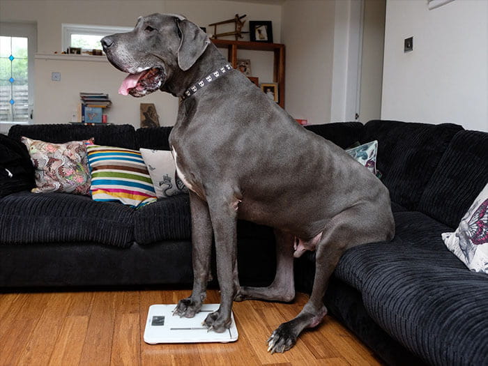 Frankie The Great Dane Used To Be The Biggest Dog In The World