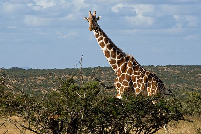 Giraffes Are Roughly As Tall As Bungalows