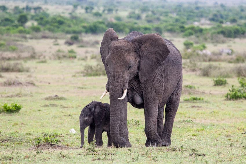 The Biggest Living Land Animal Is The African Elephant