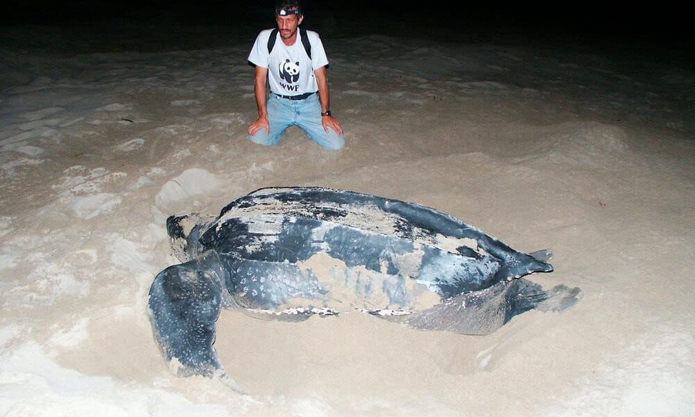 The Biggest Sea Turtle In The World Is The Leatherback