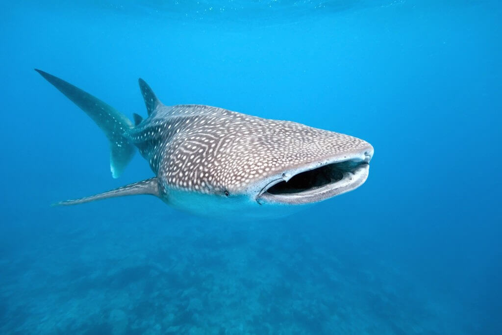 The Whale Shark Is Another Gentle Giant