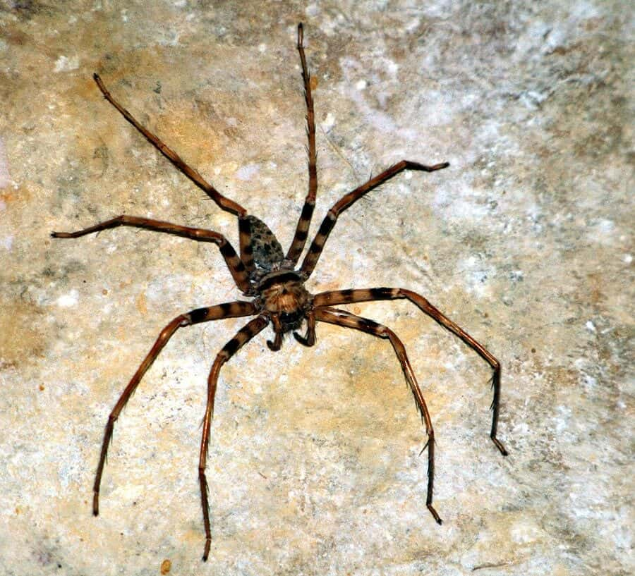 On The Other Hand, The Giant Huntsman Is The Longest Spider