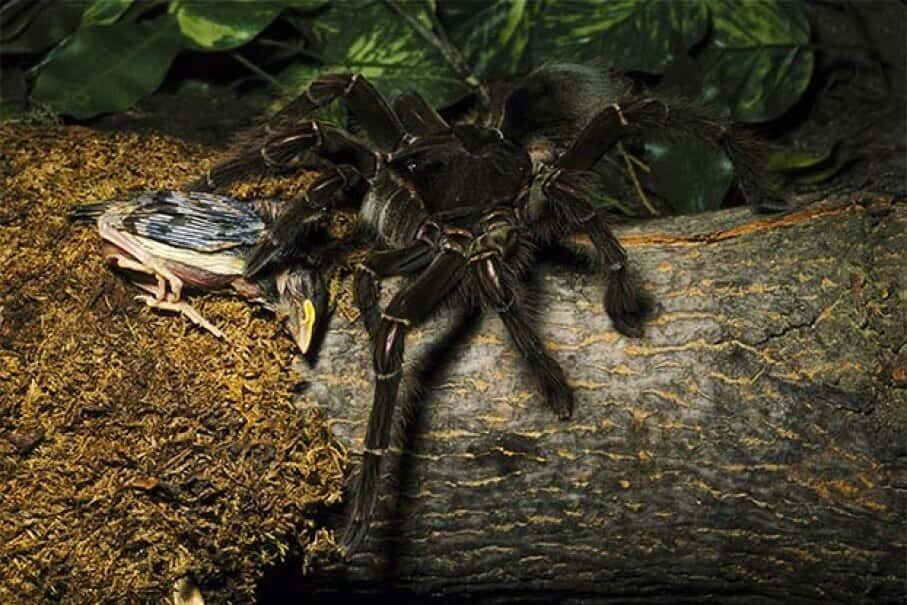 The Goliath Spider Is The Biggest Spider Out There