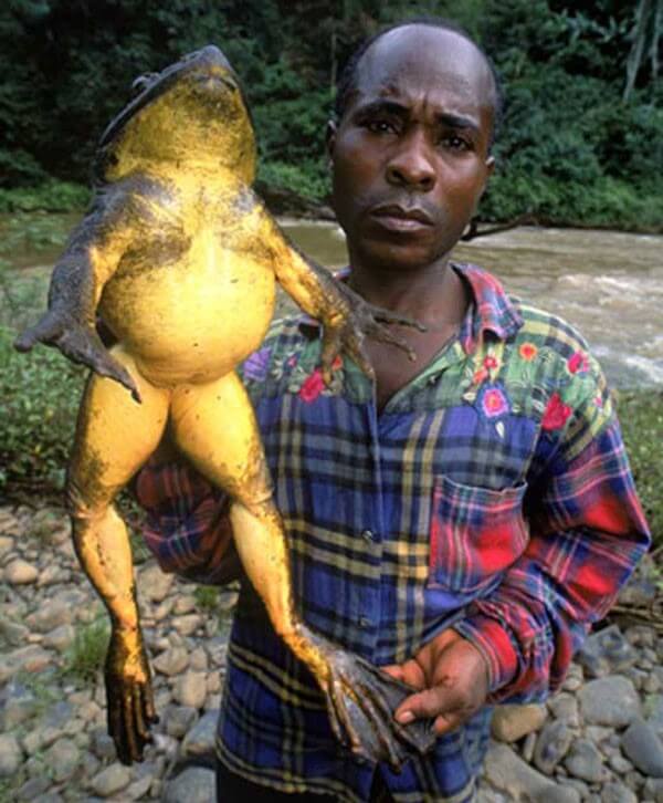 The Biggest Frog Species On The Planet