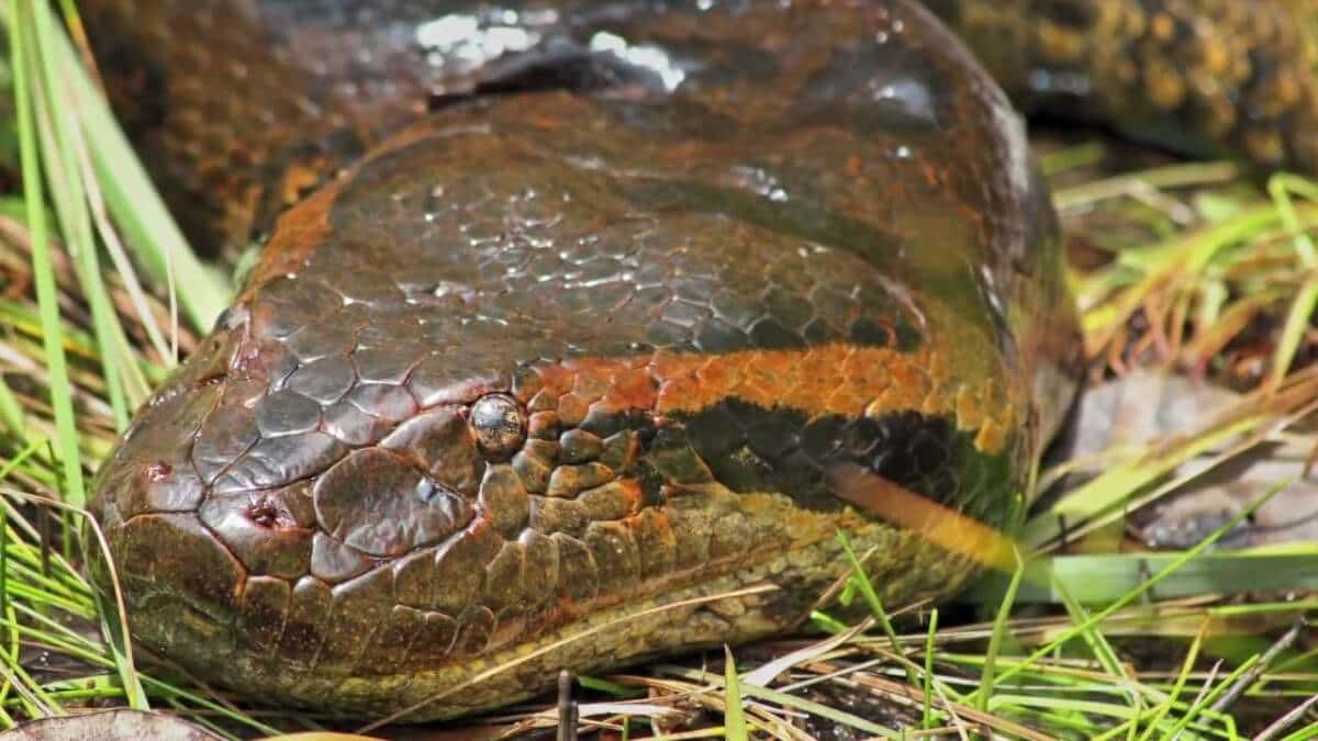 This Terrifying Snake Of The Amazon Rainforest