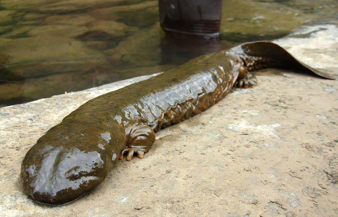 The Chinese Giant Salamander Is The Largest Amphibian