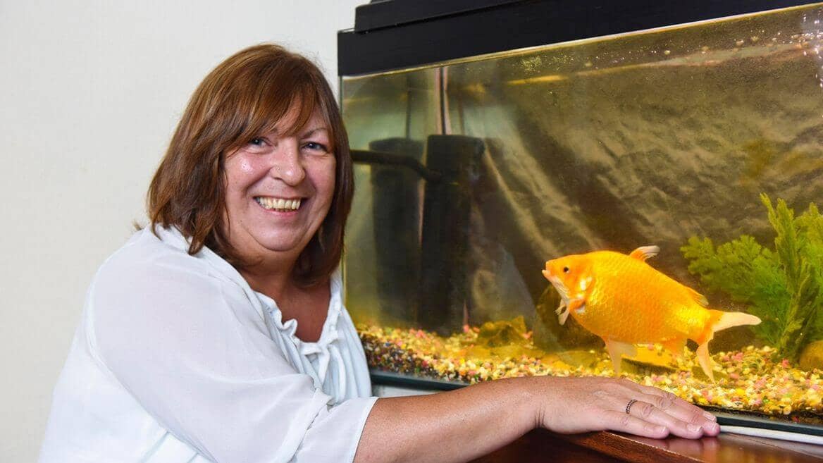 Bob The Goldfish Is Larger Than Life